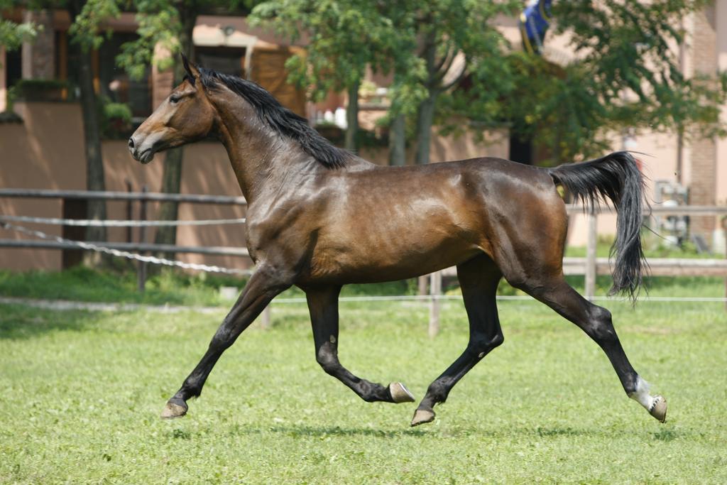 San Giacomo Horses&Agriturismo Arluno Exterior foto