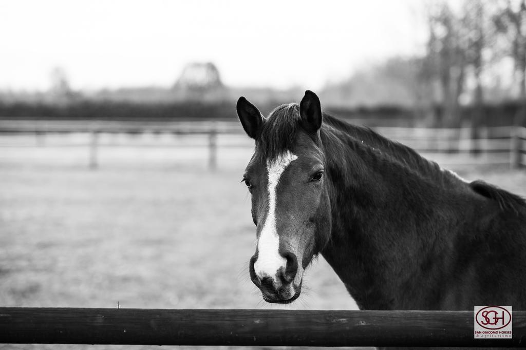 San Giacomo Horses&Agriturismo Arluno Exterior foto
